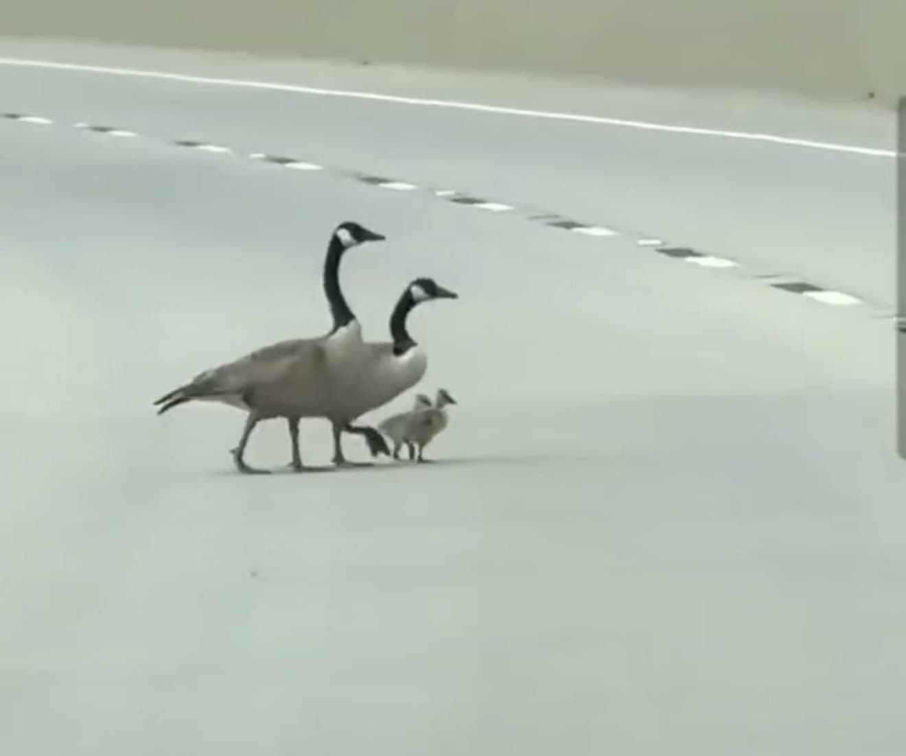 Cop intentionally runs over protected geese