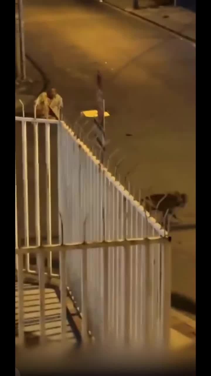 Old man dog gets hit by a car then goes missing 